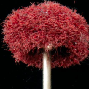 Slipeskiver, Scotch brite m/ 2,34mm skaft