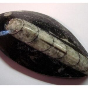 Art. 3310 Orthoceras, blekksprut fosil. 5-7 cm