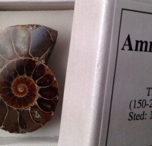 Art. 3373 Ammonitt, ca. 3,5 cm