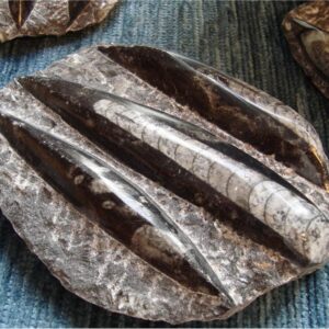 Art. 3480 Orthocheras, plate. Varierende fasong.